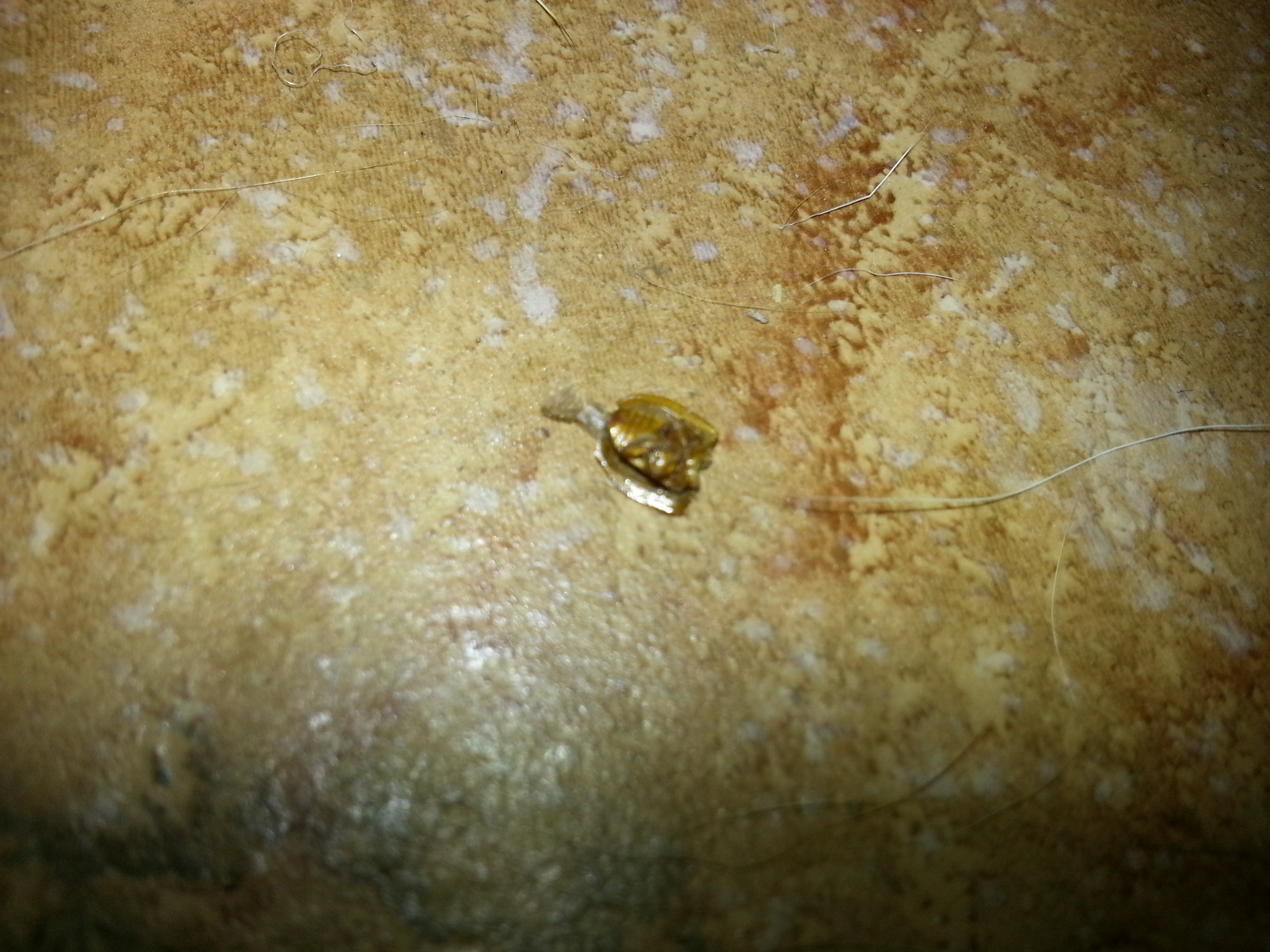 Bed Bug Shell Casings