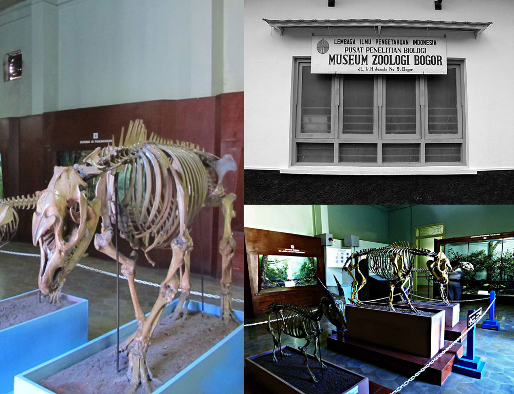 Bogor museum zoologi •Museum Satwa